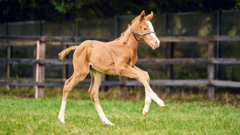 Foal